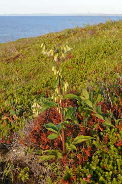 Image of gall of the earth