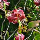 Image of <i>Lilium</i> speciosum × Lilium <i>henryi</i>