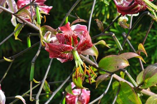 Image of <i>Lilium</i> speciosum × Lilium <i>henryi</i>