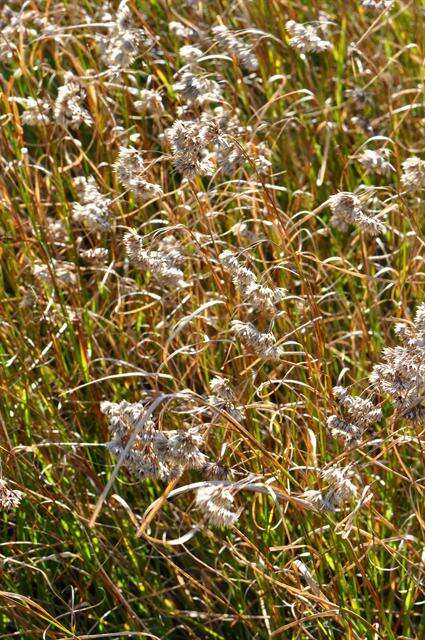 Image of lesser wood-rush