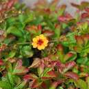 Image of Potentilla nepalensis Hook.