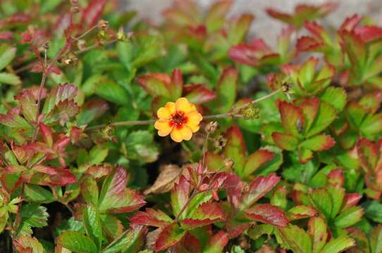 Image of Potentilla nepalensis Hook.