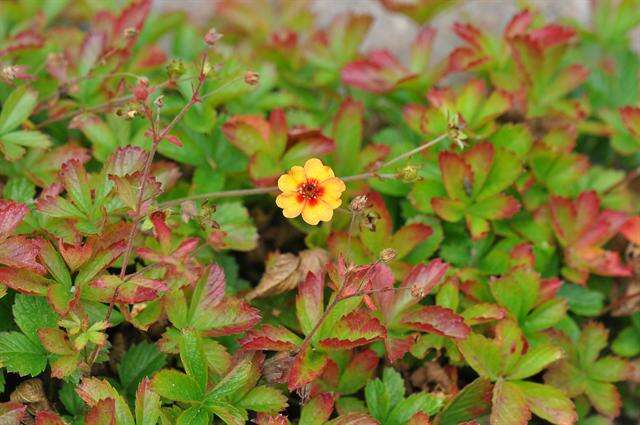 Image of Potentilla nepalensis Hook.