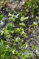 Stachys annua (L.) L.的圖片