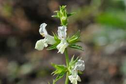 Stachys annua (L.) L.的圖片