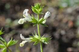 Stachys annua (L.) L.的圖片