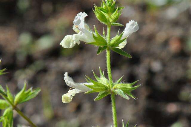 Stachys annua (L.) L.的圖片