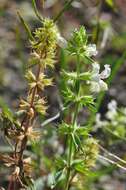 Stachys annua (L.) L.的圖片