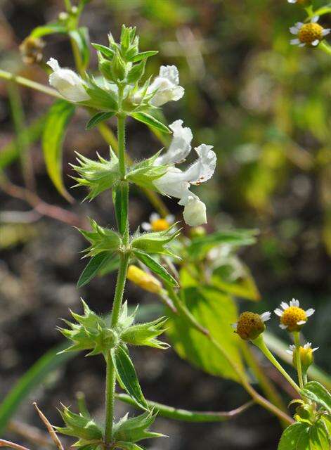 Stachys annua (L.) L.的圖片