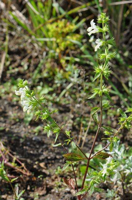 Stachys annua (L.) L.的圖片