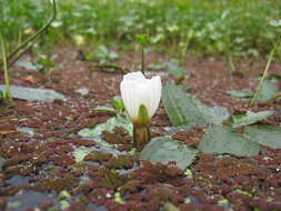 Image of Ottelia ovalifolia (R. Br.) Rich.