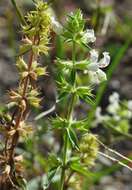 Stachys annua (L.) L.的圖片