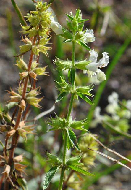 Stachys annua (L.) L.的圖片