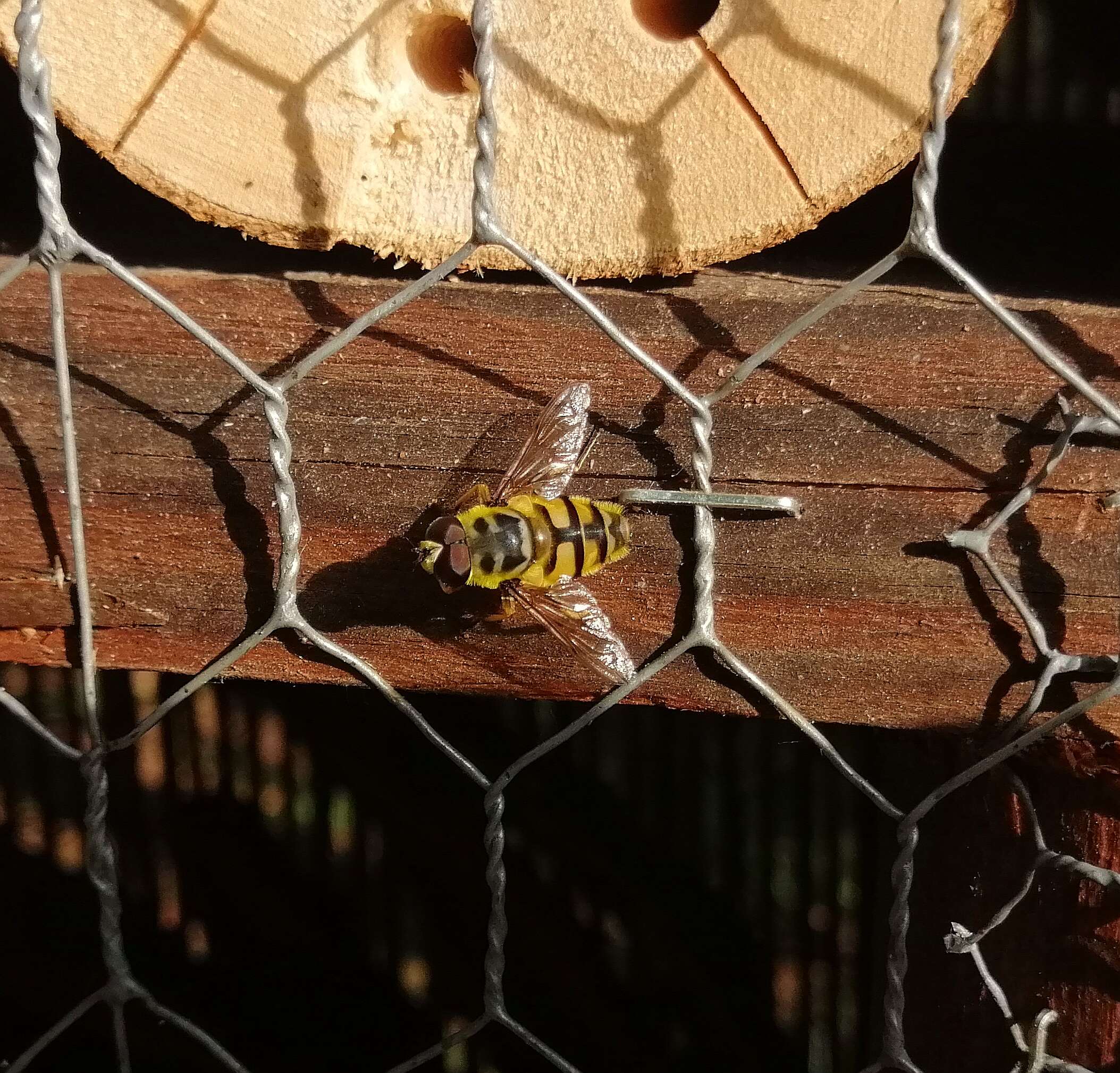 Image of Myathropa florea