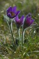 Image of pasqueflower