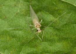 Stenopsocidae resmi