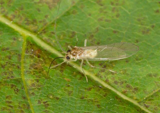 Stenopsocidae resmi