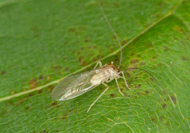 Stenopsocidae resmi