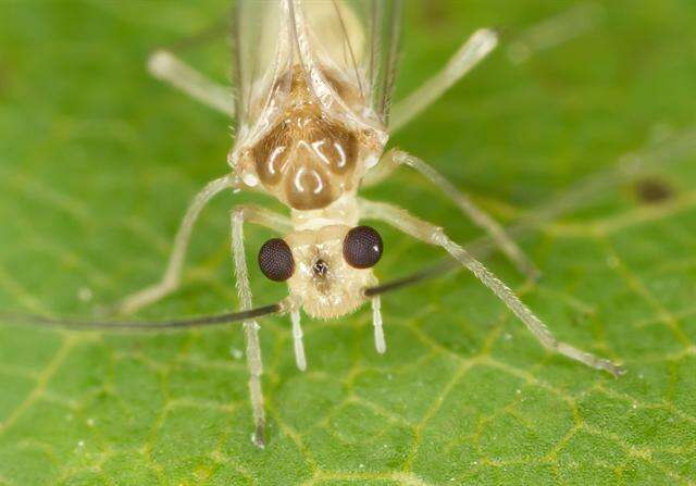 Stenopsocidae resmi