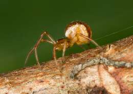 صورة <i>Theridion sisyphium</i>