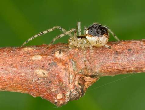 Image of Theridion