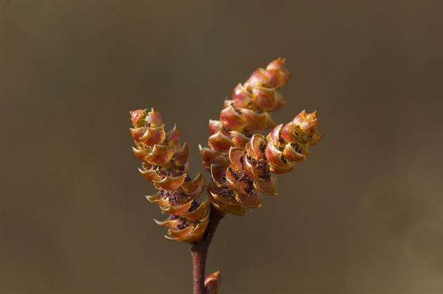 Plancia ëd Myrica