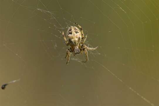 Image of Furrow spiders