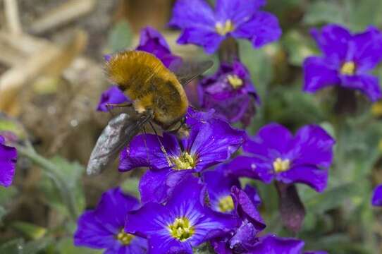 Image of Bombylius