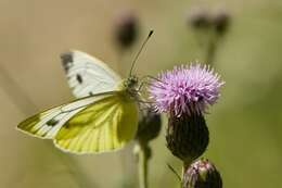 Plancia ëd Pieris