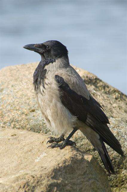 Image of <i>Corvus corone cornix</i>