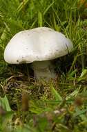 Image of Agaricaceae