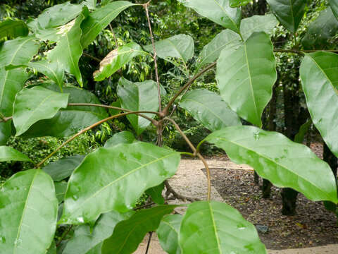 Imagem de Diploglottis harpullioides S. T. Reynolds