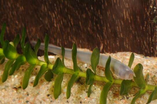 Image of northern lampreys