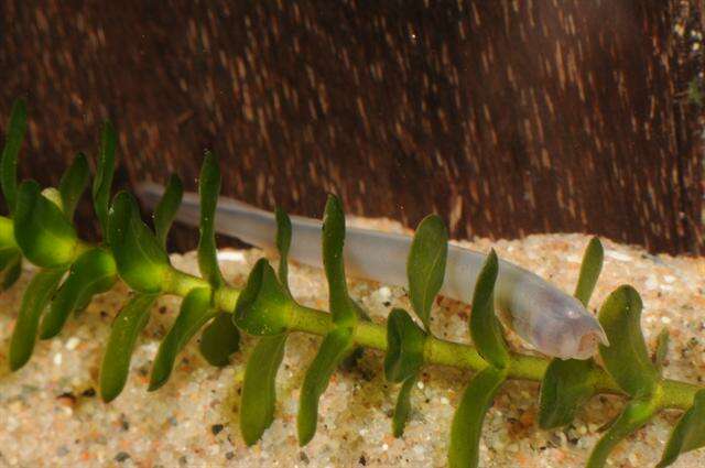 Image of northern lampreys