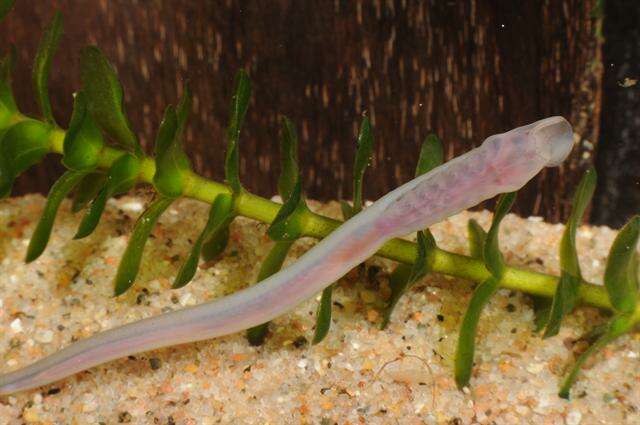 Image of northern lampreys