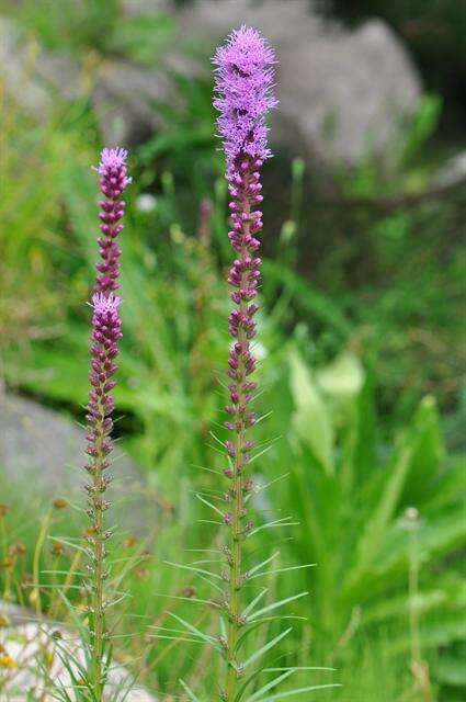 Image of blazing star