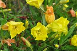 Oenothera macrocarpa Nutt. resmi