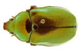 Image of King Beetle