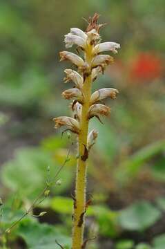 Image of clover broomrape