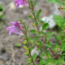 Scutellaria pontica K. Koch resmi