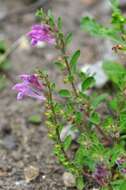 Image of Scutellaria pontica K. Koch