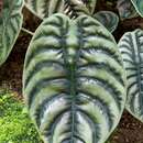 Image of Alocasia cuprea K. Koch