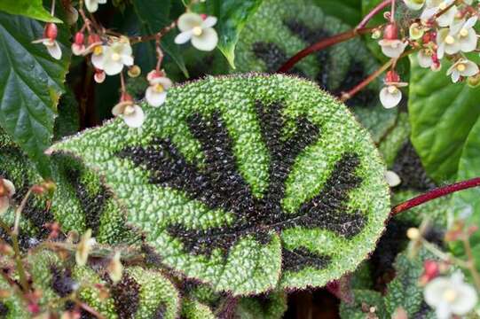 Image of Begonia masoniana Irmsch. ex Ziesenh.