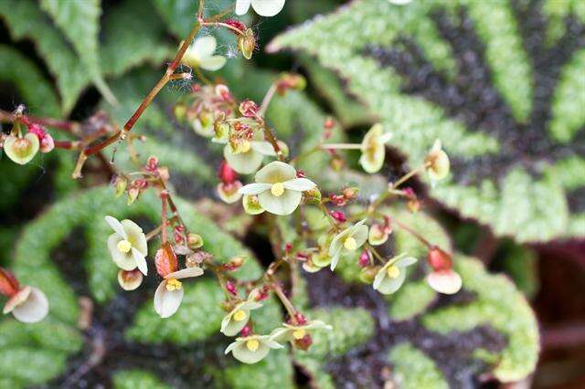 Image of Begonia masoniana Irmsch. ex Ziesenh.