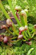 Image of California Pitcher Plant