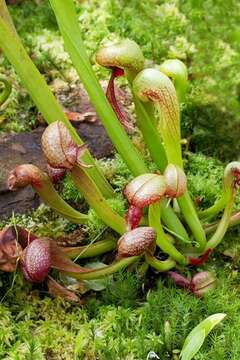 Image of Darlingtonia