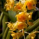 Dendrobium griffithianum Lindl. resmi