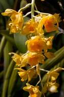 Dendrobium griffithianum Lindl. resmi