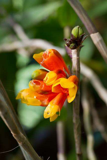 Imagem de Dendrobium subclausum Rolfe