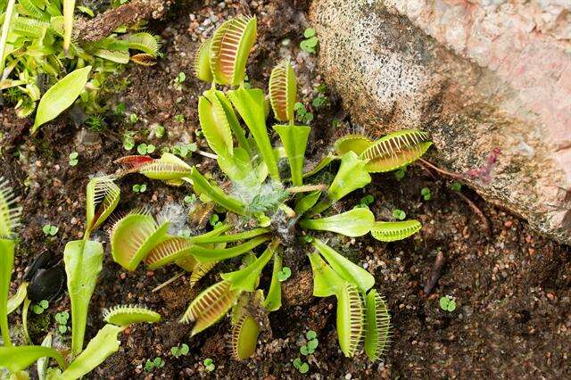 Image of Dionaea